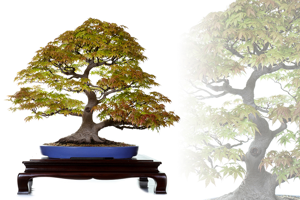 Accrington Bonsai Society Useful Information